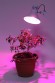 Б0039070 Фитолампа для растений светодиодная ЭРА FITO-12W-RB-E27-K красно-синего спектра 12 Вт Е27